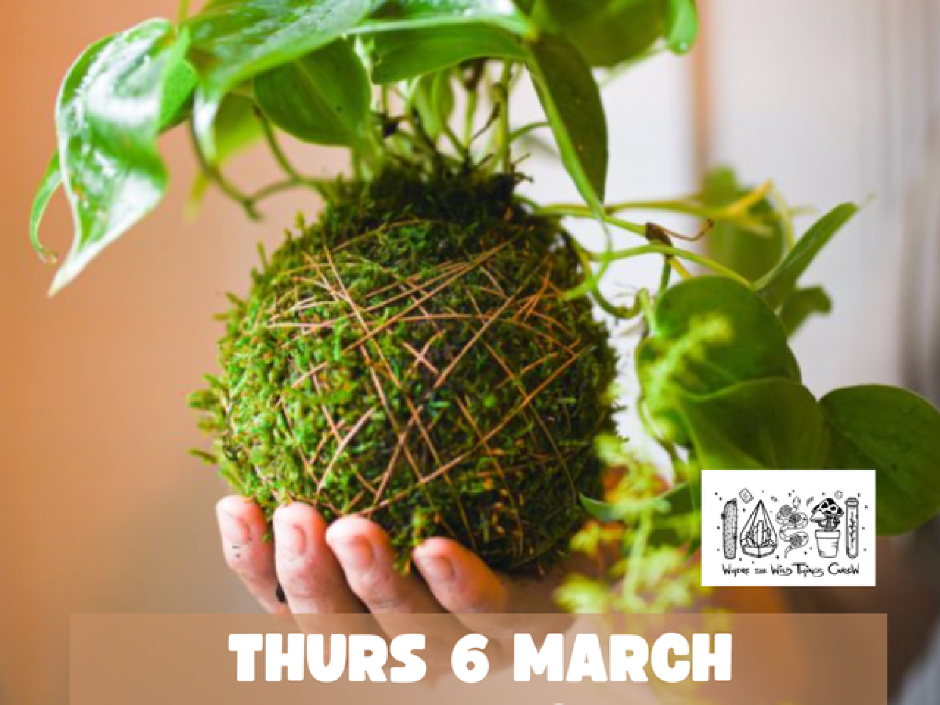 A Japanese kokedama moss ball is held in a palm